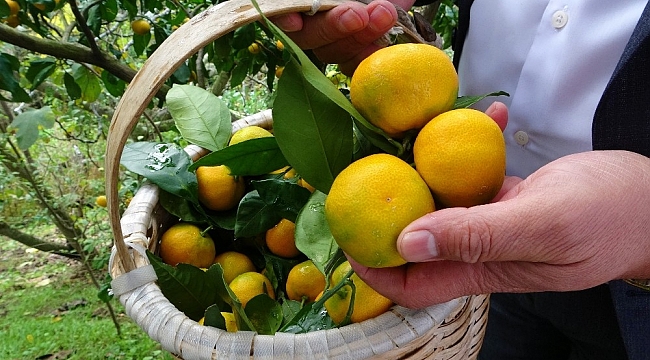 Karadeniz'de narenciye hasadı başladı