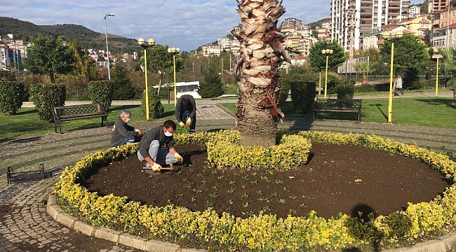 Kdz. Ereğli kış çiçeklerine kavuştu