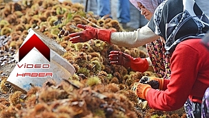 Kestane hasadı bitti, şeker üretimi başladı