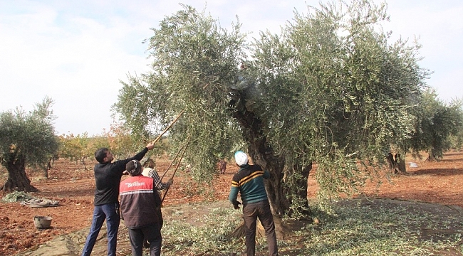 Kilis'te zeytin hasadı sürüyor
