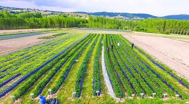 Kırklareli'de 114 bin dönüm sulanan alanda ülkeye 338 milyon lira kazandırıldı