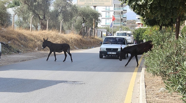 Kuraklık eşeklere yaradı
