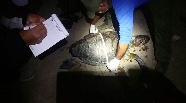 Kuşadası'nda iki kaplumbağa ölü olarak bulunduu