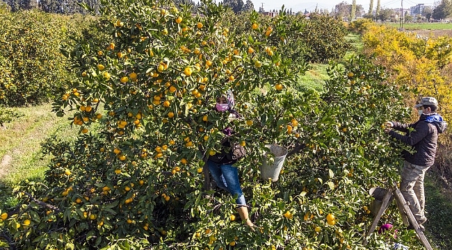 Maskeli, mesafeli mandalina hasadı başladı