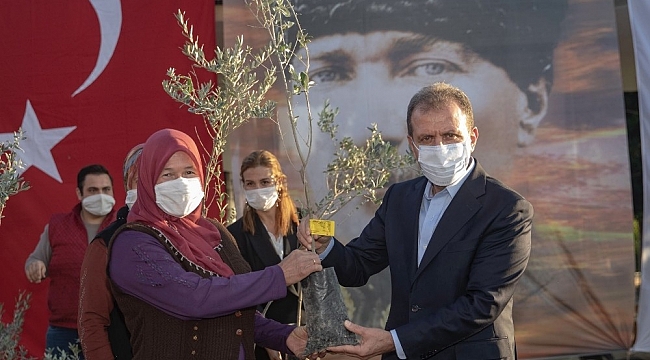 Mersin Büyükşehir Belediyesi, üreticiye 60 bin zeytin fidanı dağıtacak
