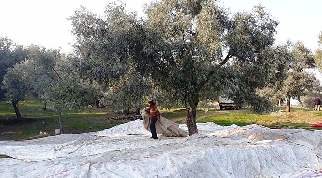 Ödemiş'te zeytin zamanı