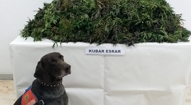 Ordu'da uyuşturucuya geçit yok