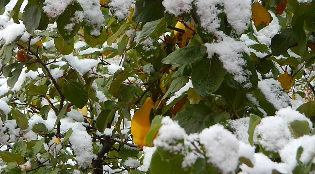 Posof güne karla uyandı