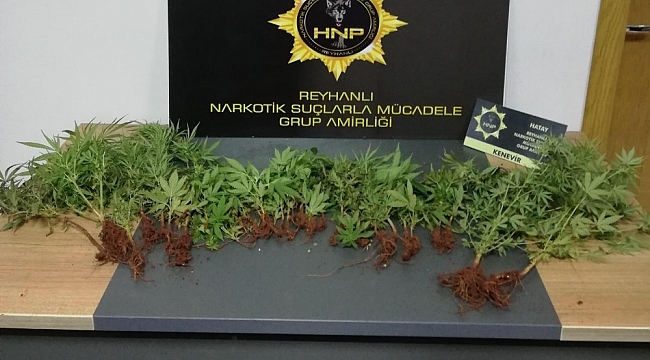 Saksılara ekili 40 kök kenevir bitkisi ele geçirildi