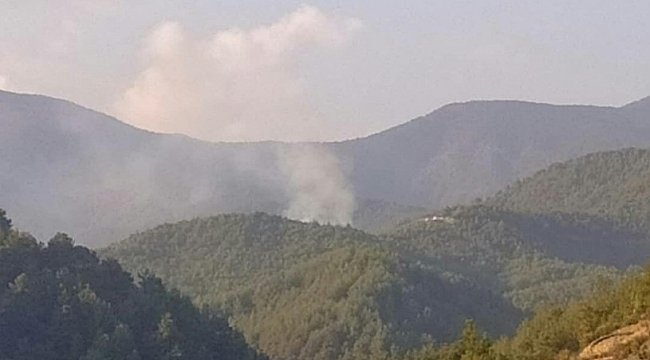 Samandağ'da orman yangını