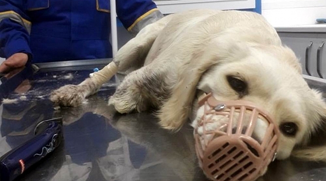 Samsun Barosu'ndan bacakları kesilen köpek hakkında açıklama