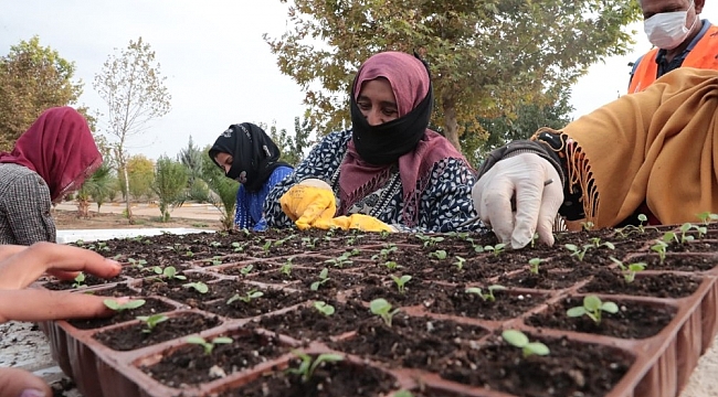 Şanlıurfa'da çiçek üretimi