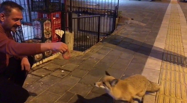 Şehre inen tilkiyi Sivas köftesi ile besledi