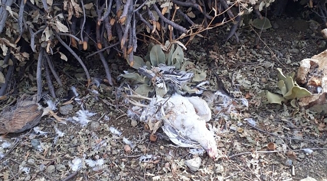 Sokak köpekleri 20 tavuğu parçaladı