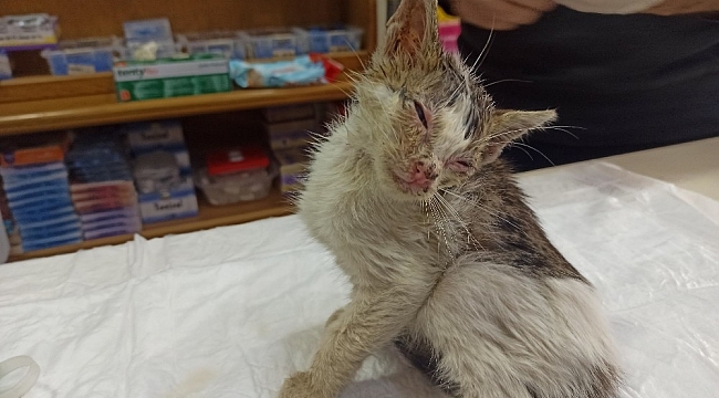 Sokakta bulunan yaralı kedi hayata tutundu