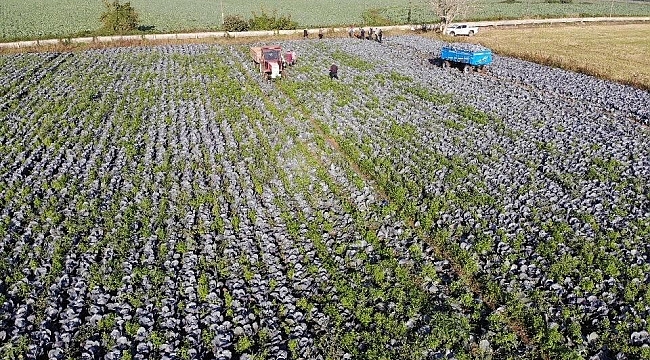 Tarımın gizli kahramanı Samsun