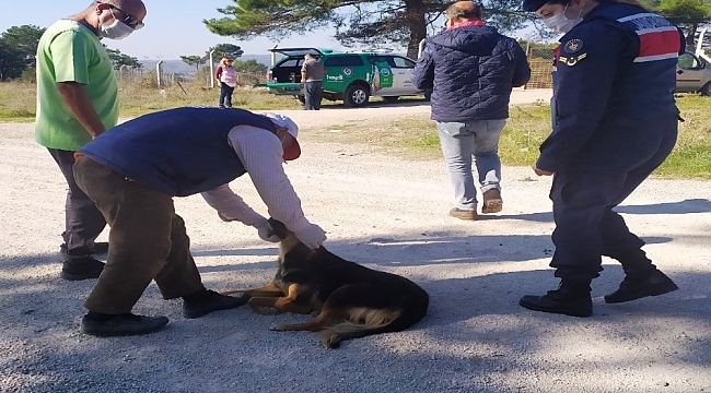 Terk edilen köpeklere jandarma sahip çıktı