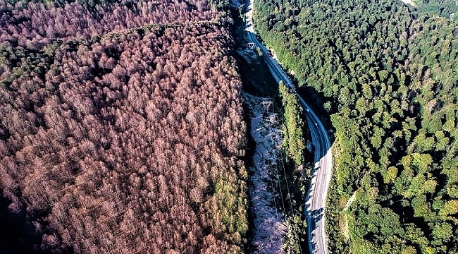 Tırtıl istilasından kurtulan orman rengarenk oldu