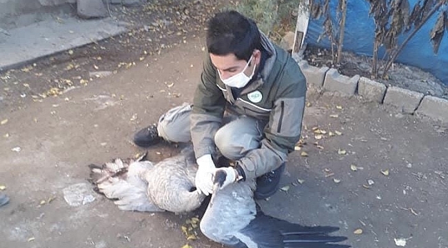 Yaralı Turna tedavi altına alındı