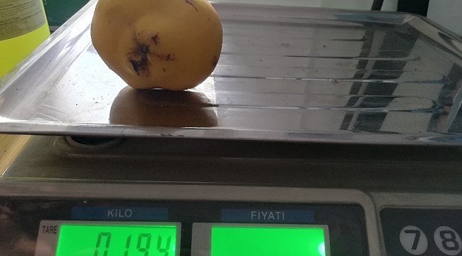 Yetiştirdiği ayvaların büyüklüğü şaşırtıyor