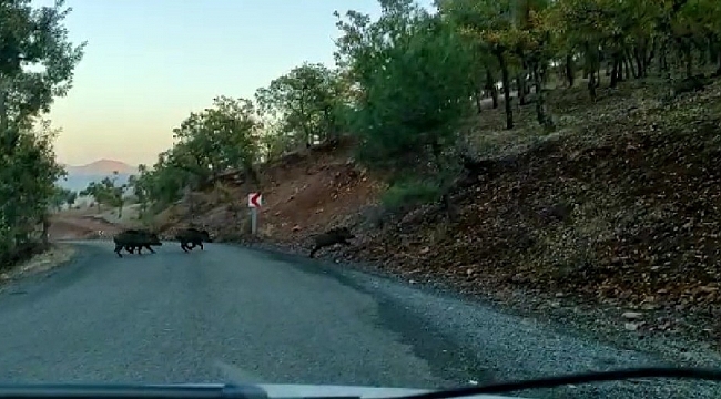 Yoldan geçen domuz sürüsü görüntülendi