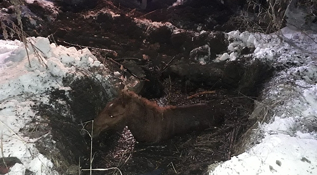 Yüksekova'da çamura saplanan at kurtarıldı