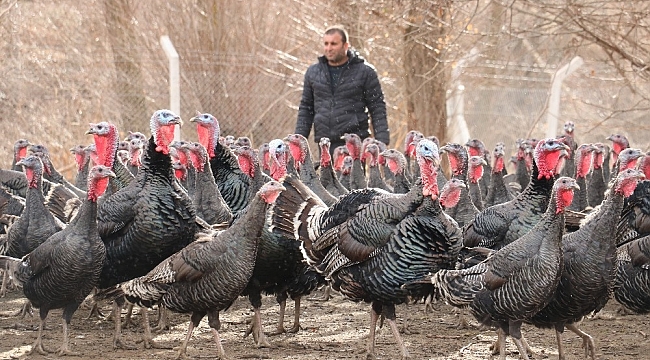 10 tane hindiyle başladı, sürü sahibi oldu, yılbaşını iple çekiyor