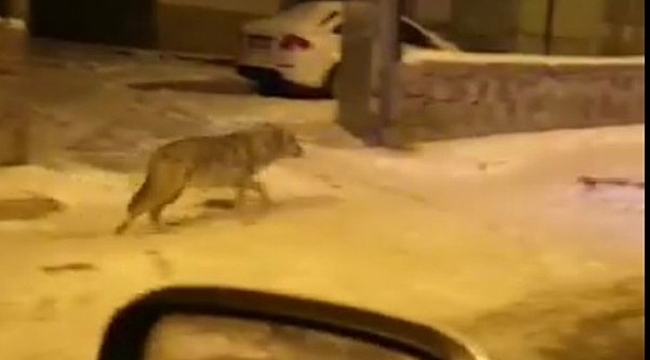 Aç kalan kurtlar Sarıkamış'a indi