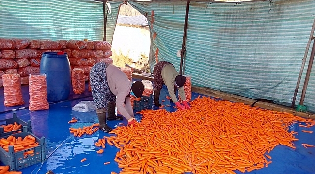 Acıpayam Çakır havucunda hasat devam ediyor