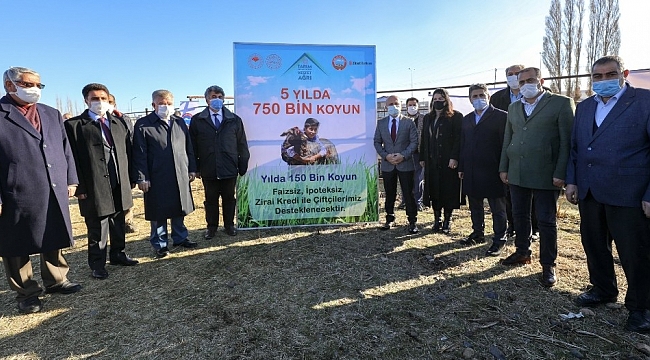 Ağrı'da '5 Yılda 750 bin Koyun Projesi' kapsamında çiftçiler ilk koyunlarını teslim almaya başladı