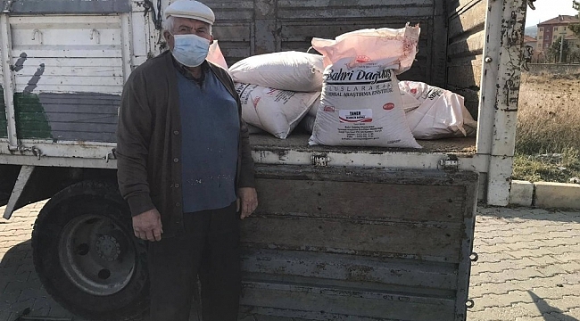 Altıntaş'ta alternatif buğday üretimi