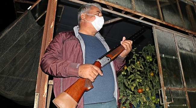 Antalya'da çiftçilerin film sahnelerini aratmayan domates hırsızları nöbeti