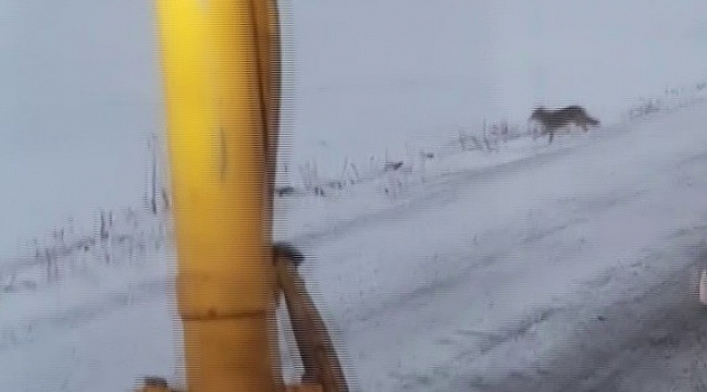 Ardahan'da kurt sürüsü karayoluna indi