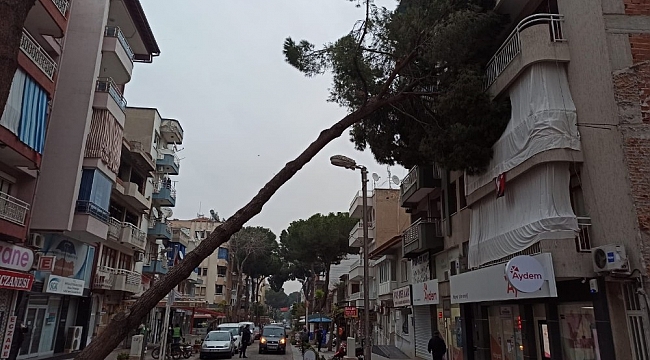 Asırlık çam ağacı apartmanın üzerine devrildi