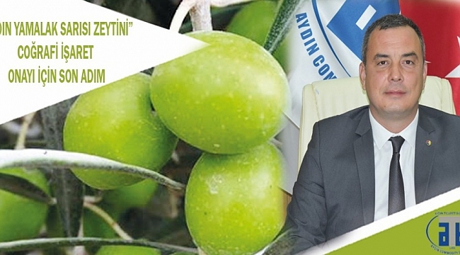 Aydın'a özgü Yamalak Sarısı Zeytini'nde sona gelindi