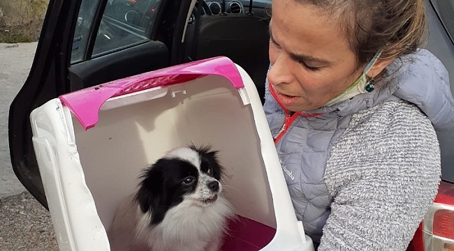 Ayvalık'ta yanan evden sevimli köpek kurtarıldı