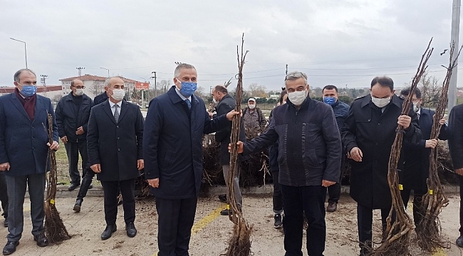 Bafra'da üreticilere 2 bin 500 ceviz fidanı dağıtıldı
