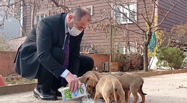 Başkan kısıtlamada sokak köpeklerini sütle besledi