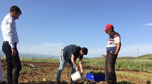 Bingöl'de hasadı yapılan lavanta, çay ve yağ olarak işlenecek