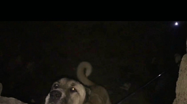 Bingöl'de metruk yapıda zincirle bağlanan köpek kurtarıldı