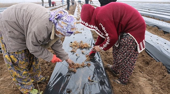 Bismil Belediyesi kadınlara yönelik iş ortamı oluşturmak adına 'Çilek Okulu' açtı