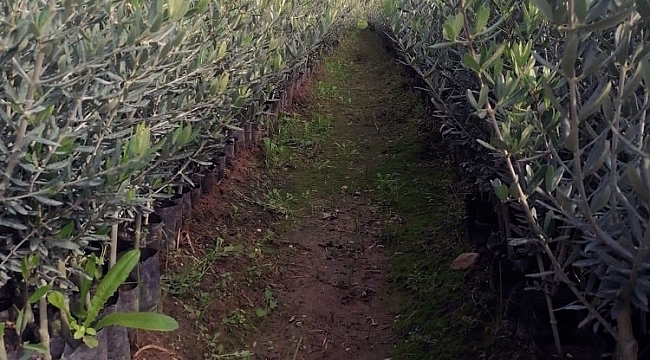 Bodrumlu üreticilerden Gemlik zeytini talebi