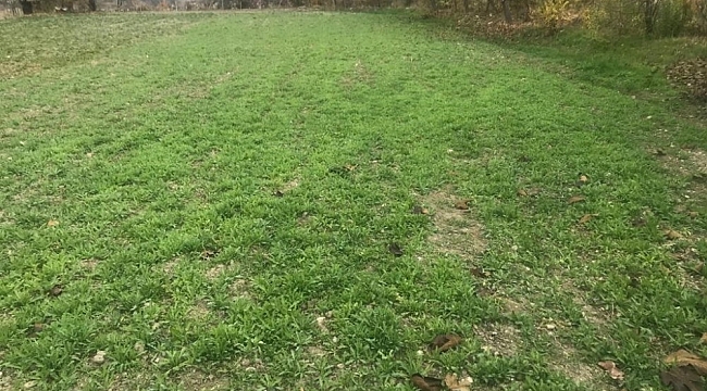 Burdur'da 100 bin kök yasadışı haşhaş eken şahıs yakalandı
