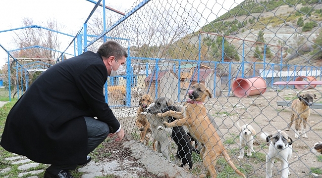 Burdur'da sokak köpeğinin katledildiği iddiasına yalanlama