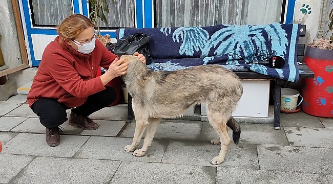 Burdur'da vahşet, köpeği koyuna saldırttı, videoya çekip yayınladı
