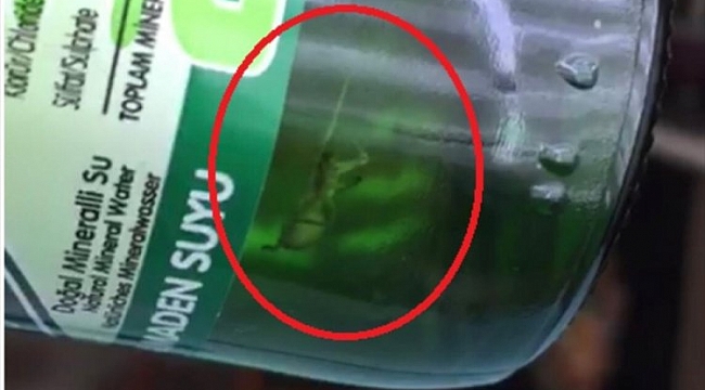 Bursa'da üretilen soda şişesinde örümcek