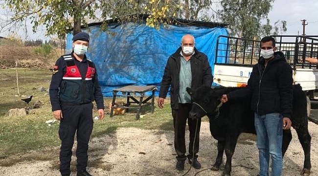 Çalınan büyükbaş sahibine teslim edildi
