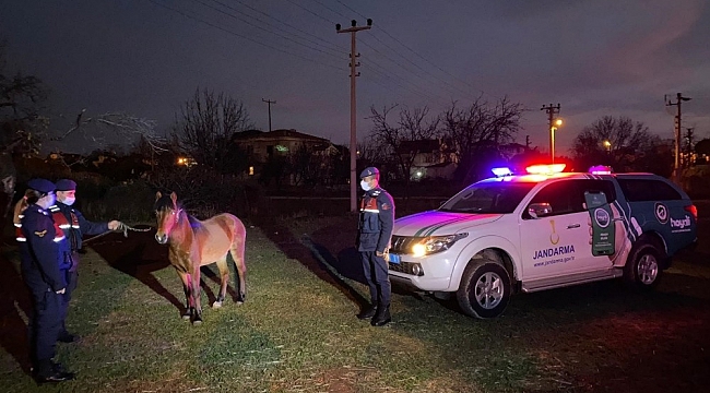 Çanakkale'de ata eziyet eden şahıs gözaltına alındı
