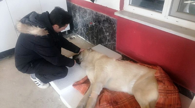 Çoban köpeğini tüfekle vurdular, sahibi köpeğine ilk müdahaleyi yaptı