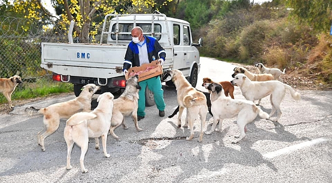 Çukurova'da sokak hayvanlarına mama ve su desteği